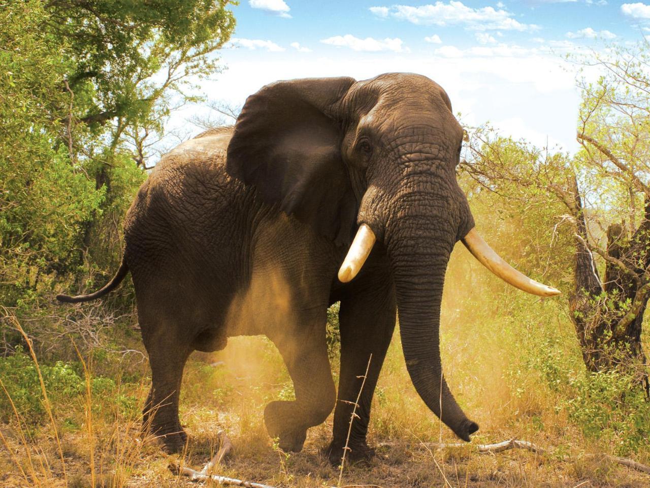 Tembe Elephant Park Lodge Sihangwane 外观 照片