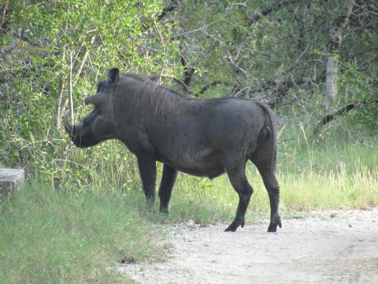 Tembe Elephant Park Lodge Sihangwane 外观 照片