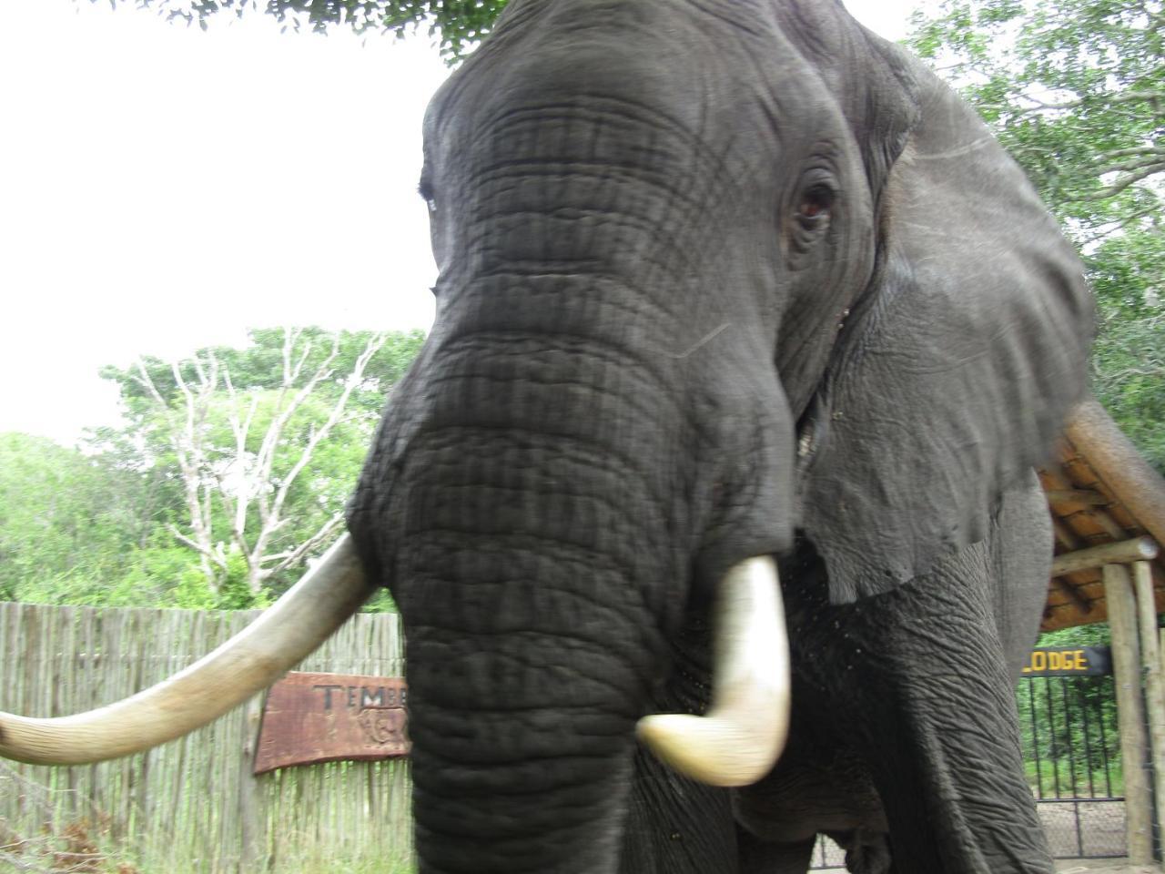 Tembe Elephant Park Lodge Sihangwane 外观 照片